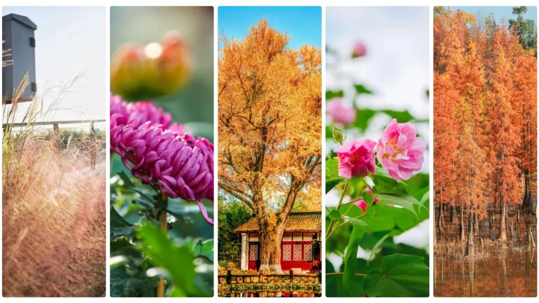 成都|最美蓉城金秋!公园城市5大美景等你解锁→