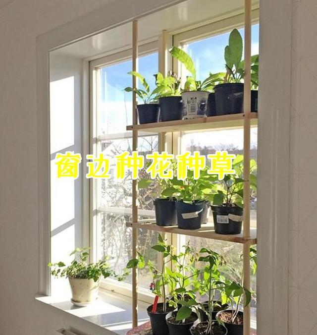 窗边也能用来种花,夏天庇荫刚刚好,家里没有院子的建议参考