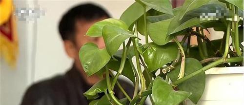 2000年,吉林一苞米地发现女尸,下身遭非人摧残,场面十分残暴