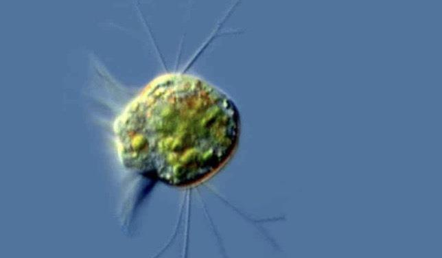 科学家发现能吃掉并消化病毒的微生物!病毒的终极天敌要来了?