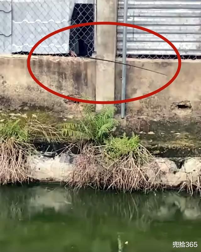 大爷|钓鱼界的天花板！四川一大爷垂钓玩出了新花样，邓刚也要让他三分