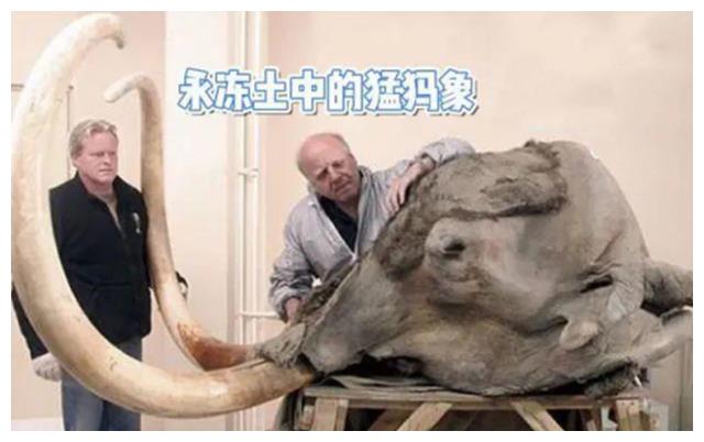俄罗斯科学家为求永生,注射350万年前“猛犸象细菌”,能实现吗