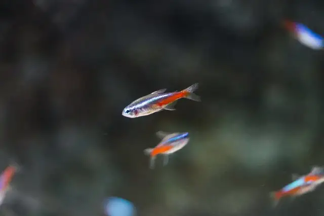 杨紫 不要拦我，我要剪短发