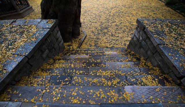 惠山古镇|完美的银杏画境，必须是既有颜值又有故事，还需要带上七分古意