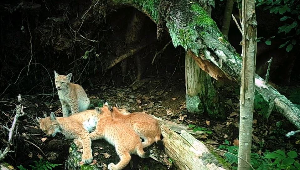 灰狼外出捕猎，雄性大猞猁悄悄寻到狼窝，将8只狼幼崽全部咬死