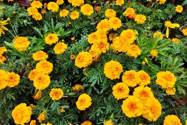 不吹不黑，红米K60使用了7天，说一下使用感受