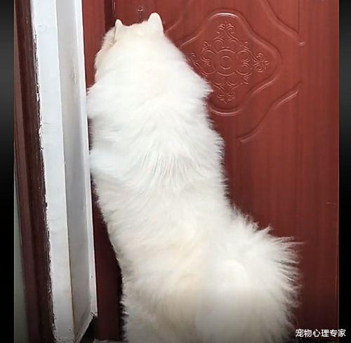 萨摩耶犬 萨摩耶减肥期间，跑进消防队狂炫10根火腿，蓝朋友：这狗赶紧领走