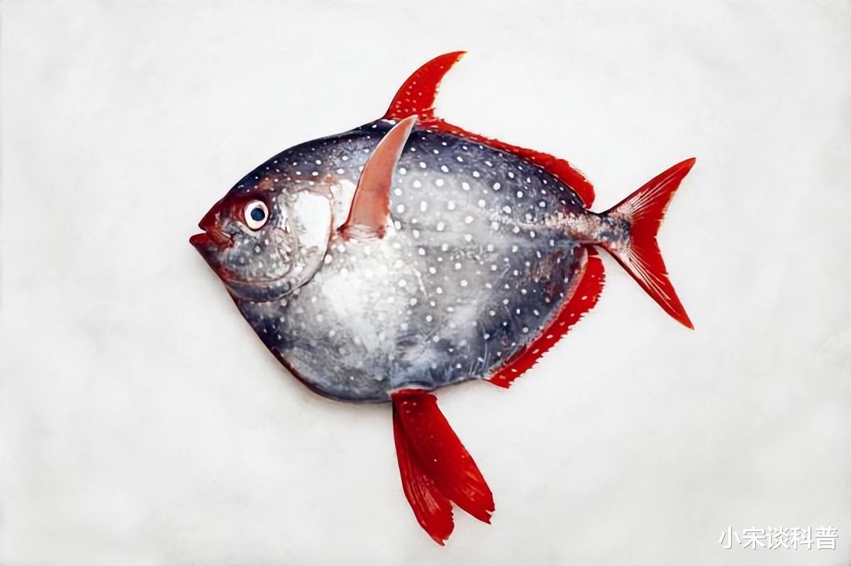 月亮鱼|月亮鱼被称为"海中牛排",鱼肉价格是三文鱼的10倍