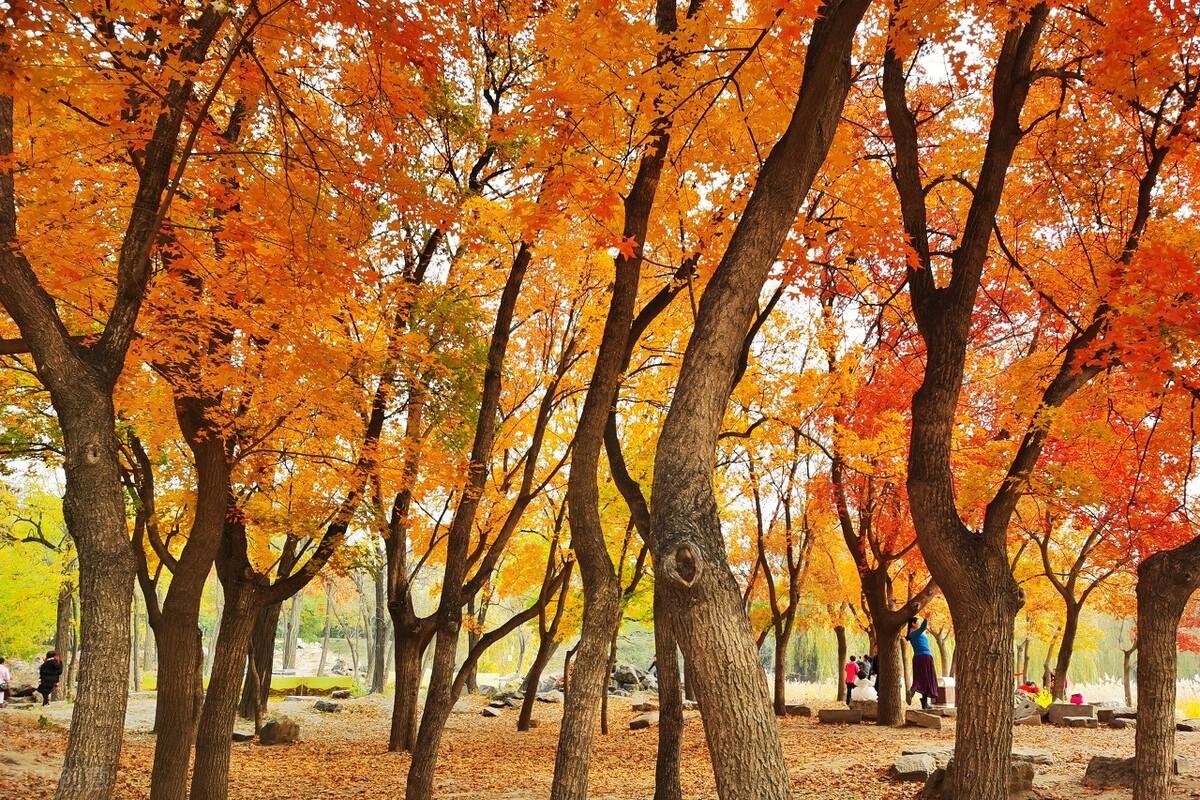 |郭进拴|绝美的坝上