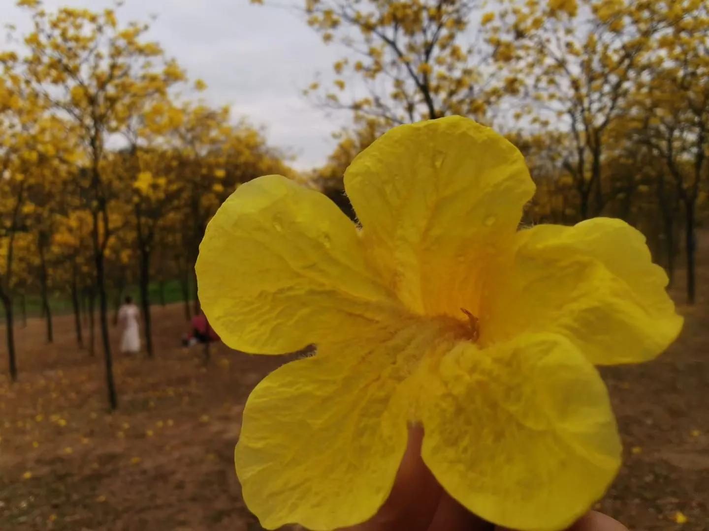 |毛姆《人性的枷锁》,到底要摆脱多少枷锁才能轻装上阵?(下)