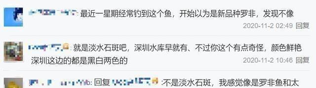 珠江又现新鱼种,像是罗非鱼和太阳鱼杂交,美国孔雀鲈?