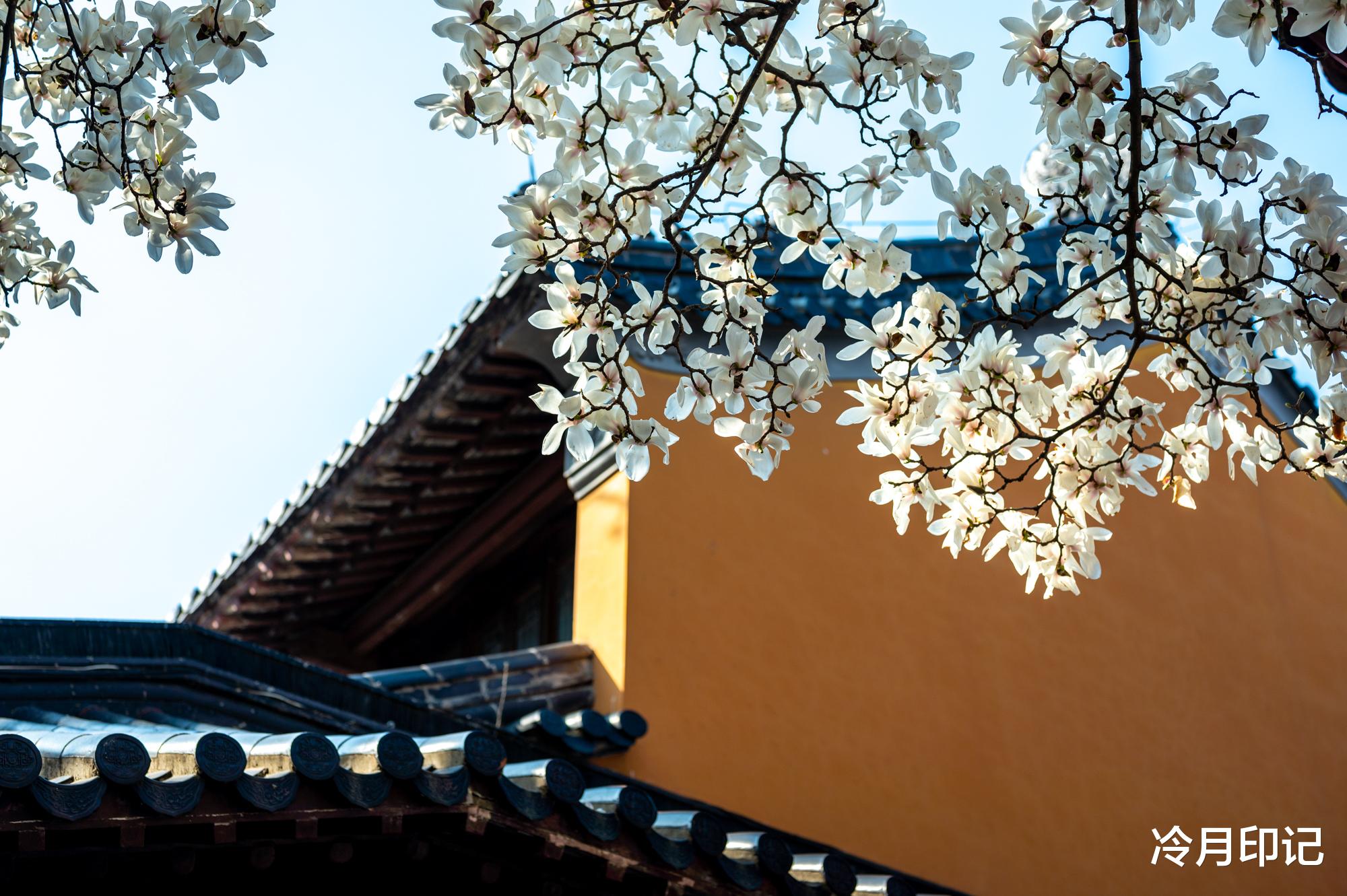 灵谷寺|紫金山中的千年古刹灵谷禅寺，玉兰花开春满园，美得让人惊艳