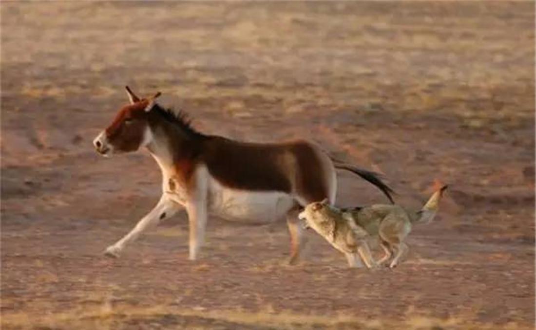 藏野驴|阿里出现一群藏野驴,遭狼群围攻被棕熊追打,就连藏獒都来欺负它