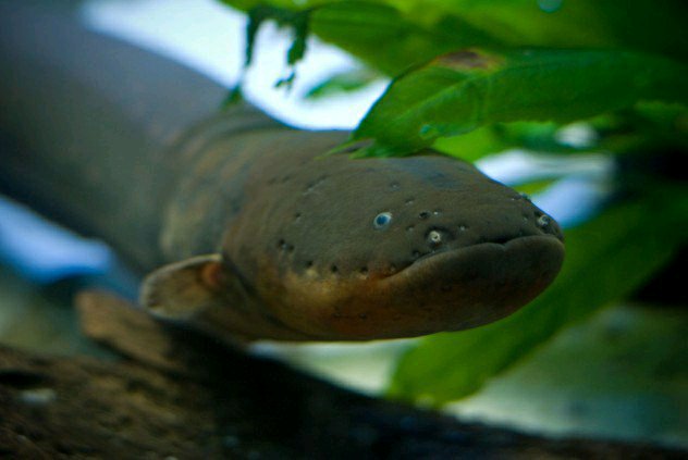 亚马逊河其中的10种可怕生物,你认识几种?