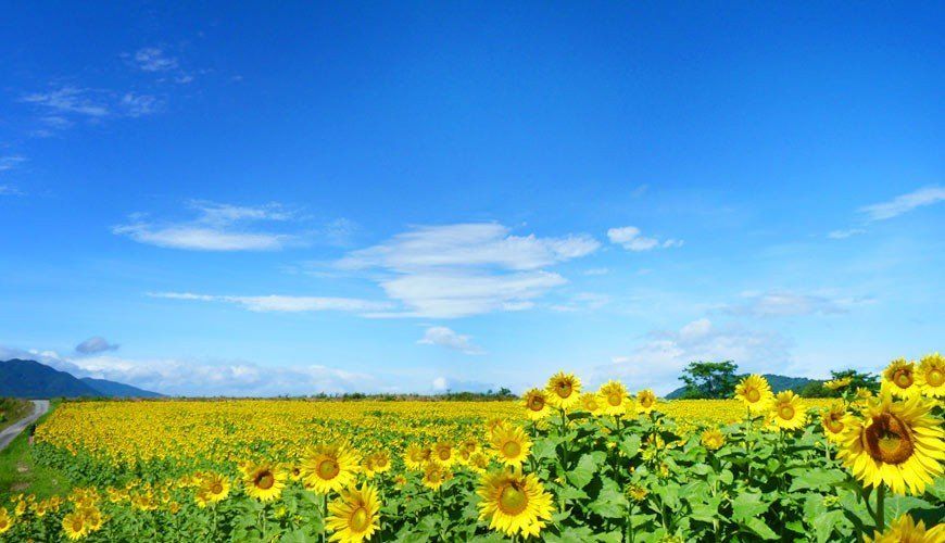 阿尔卑斯山|夏日限定！这片鲜有人知的秘境花海，终于要藏不住了