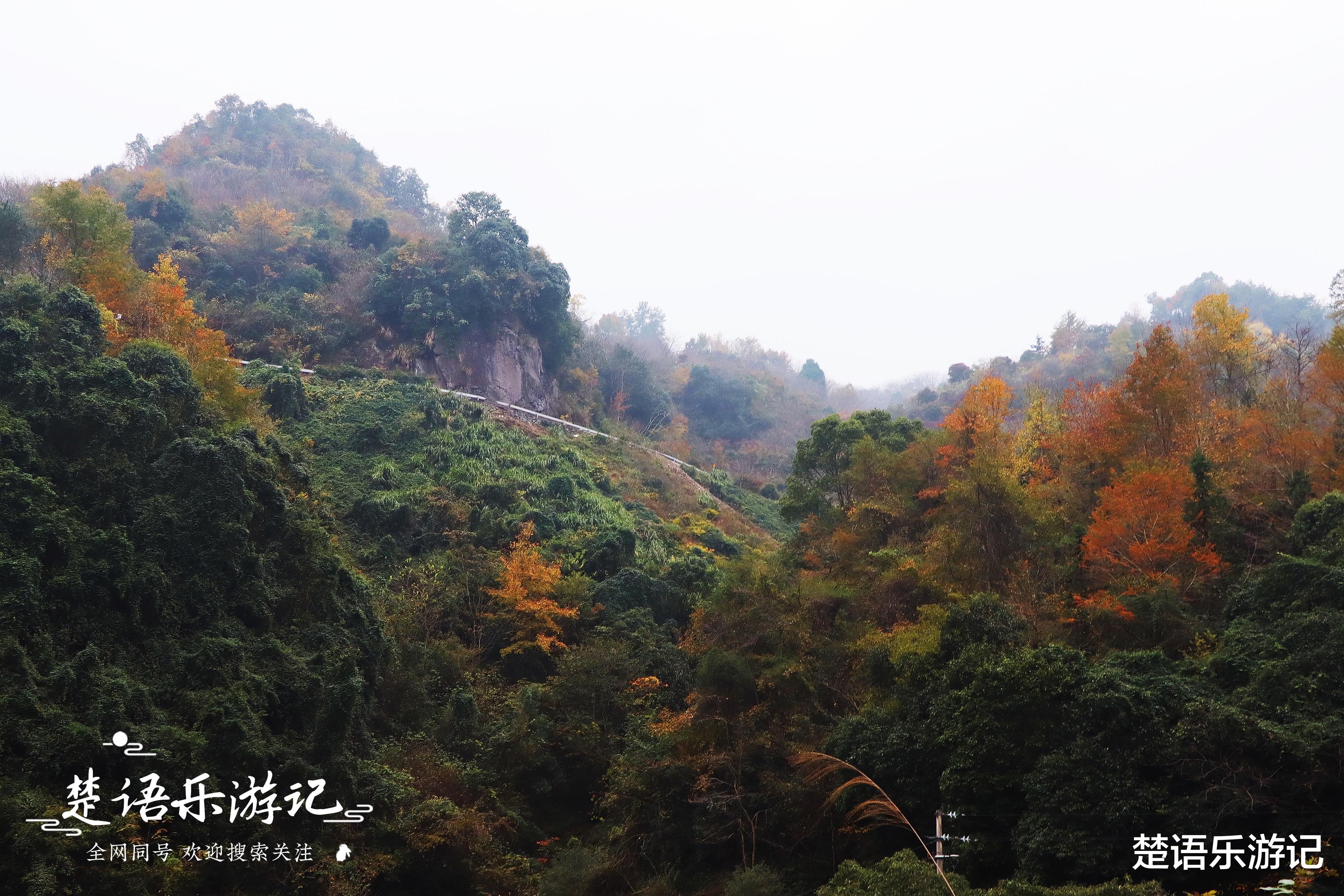 宁波|宁波这个古村又到最美时刻，层林尽染美如画，古道成为网红打卡点