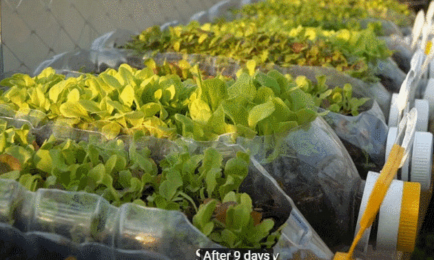 不足6㎡的阳台,开辟出块小菜园,再也不用怕疫情没菜吃了