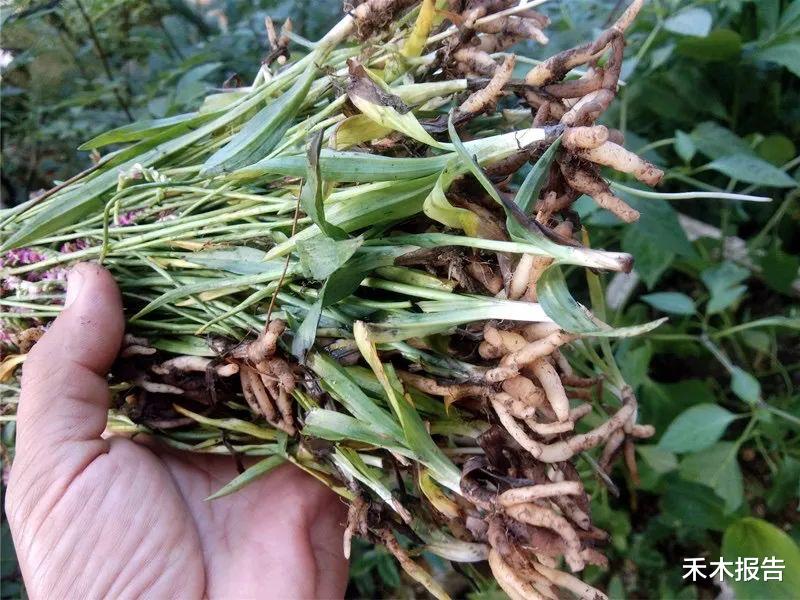农村一种小野草,开花如盘龙,很多人却不知它价值珍贵,俗称“盘龙参”