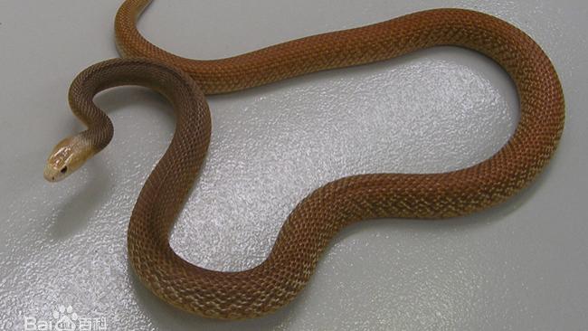 谁才是陆地上最毒的蛇？