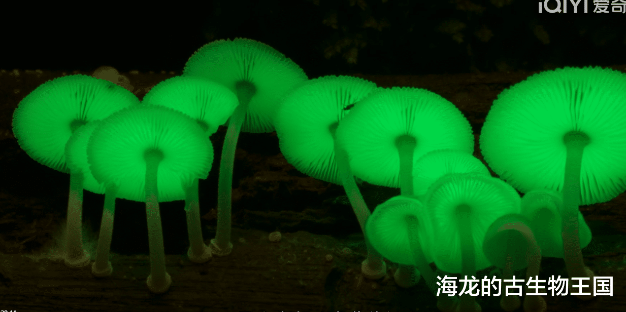 危机中蕴含转机,白垩纪森林中的生存之道
