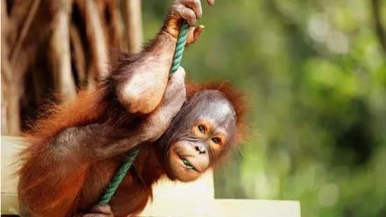 是未知生物吗？新疆发现“红柳娃”，身高不足1尺，和人长得一样