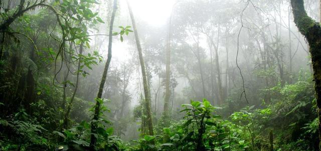 宁夏|适应所有环境，全球无死角覆盖，Starlink将在亚马逊雨林提供服务