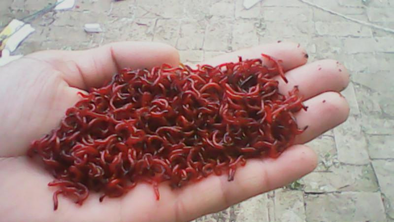 |红虫上鱼效果没有蚯蚓好？用红虫只需多做一步，大小通杀效率高！