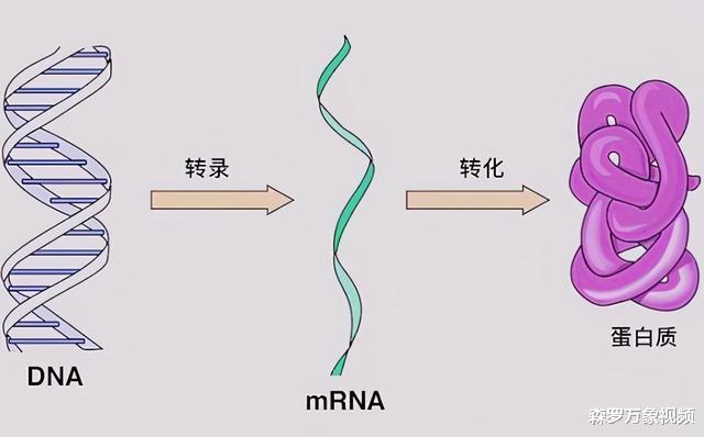 章鱼来自外星?科学家研究表明,这个怀疑或许是对的