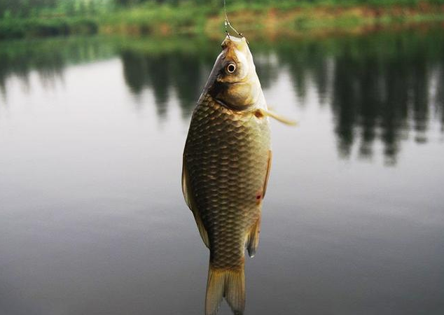 饵料|春季降温鱼难钓?及时调整“3点”是关键,让你竿竿上鱼手发软