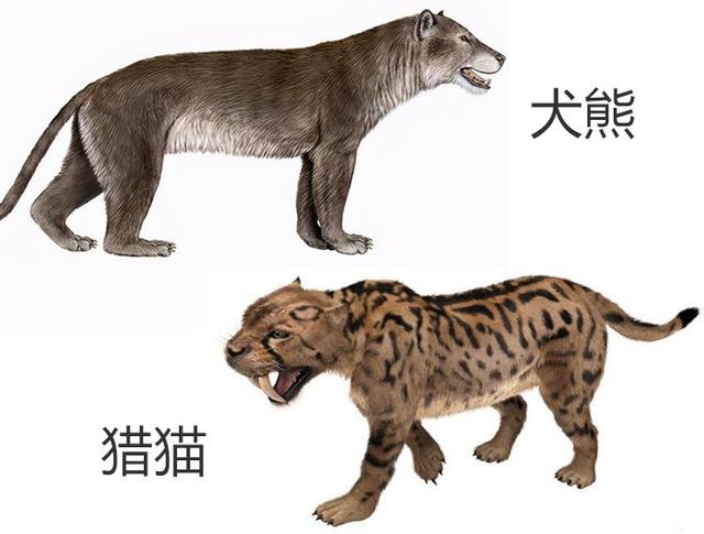 3000多万年的“世仇”,假如猫科与犬科发生战争,哪边会更强?