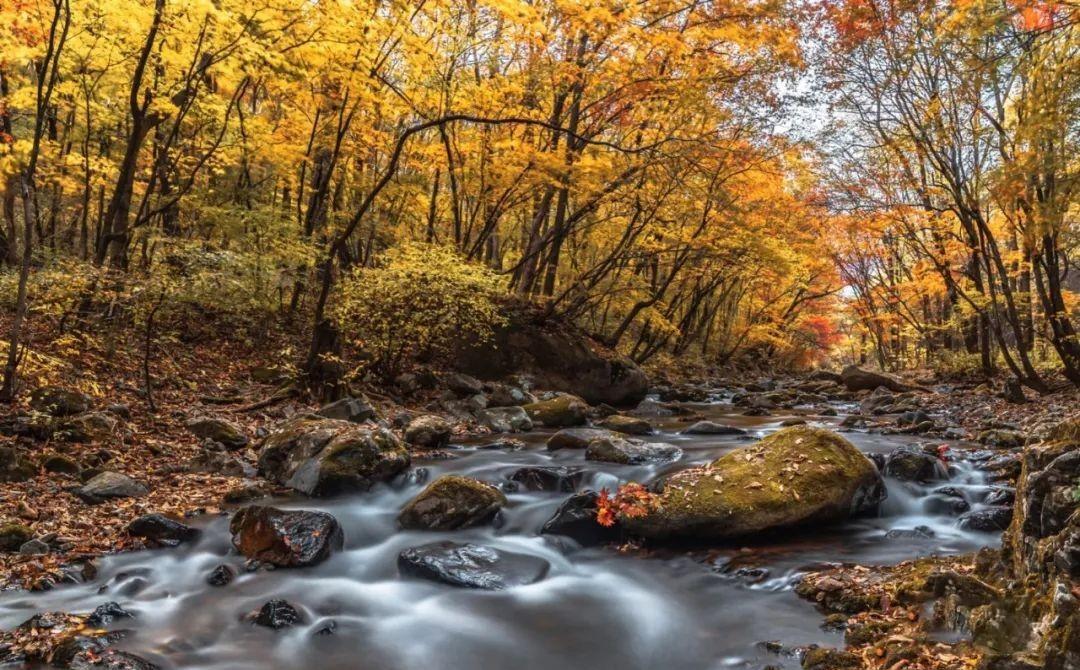 本溪|挖到秋色绝美东北小城,枫叶秒杀京都,还有复古火车和温泉