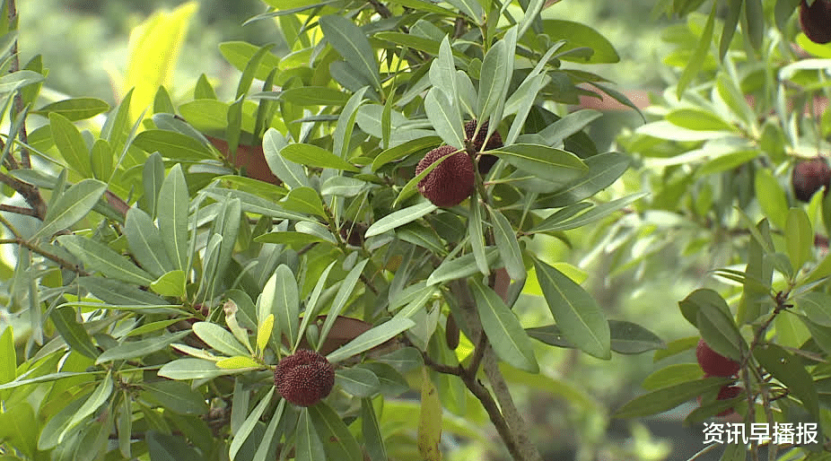商品住房|苏州地产杨梅零星开采上市 价格与去年基本持平