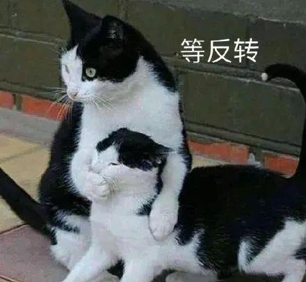 大学生|同是心理师，为什么《沉睡花园》“躺赢”？