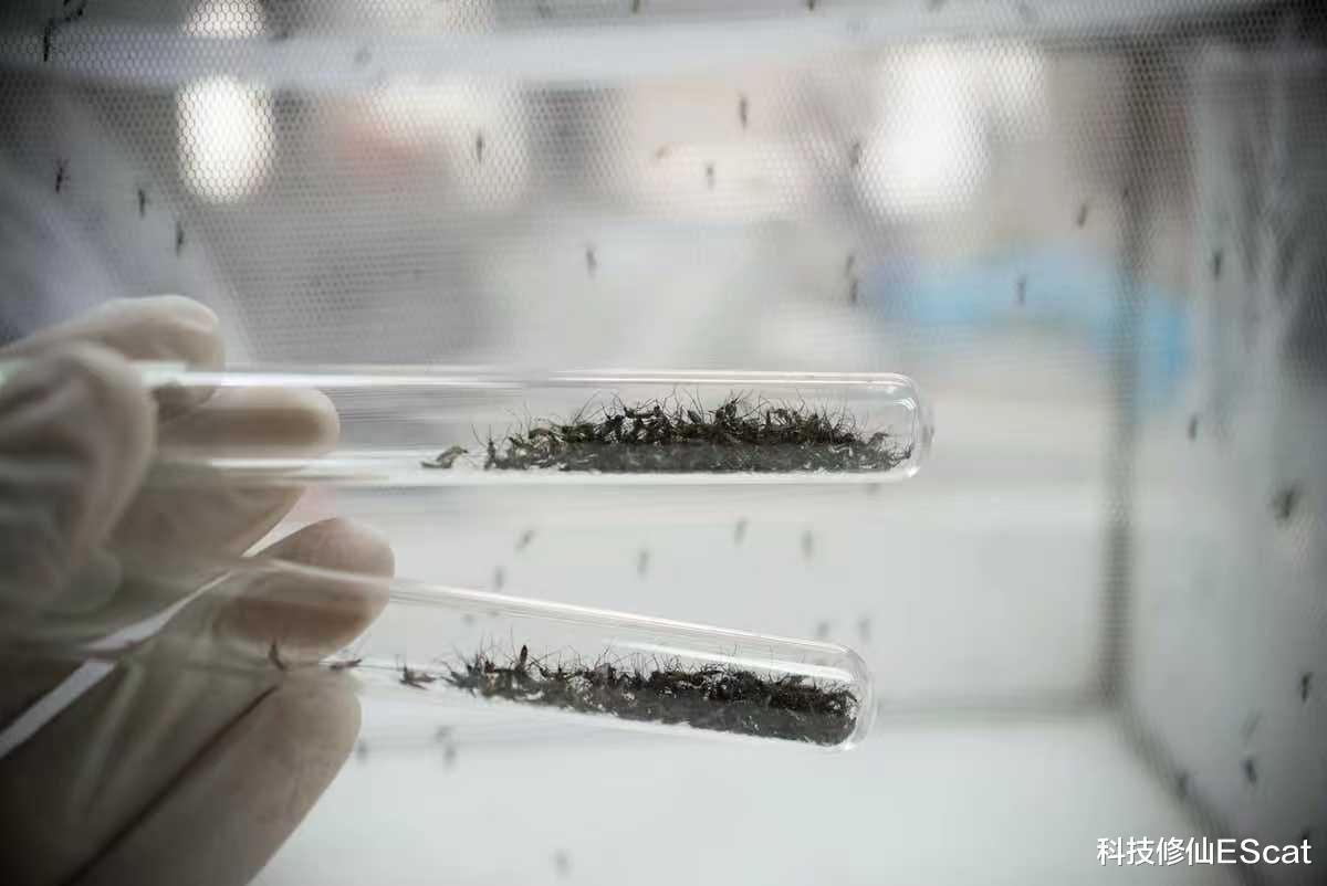 你被蚊子咬了吗?为何蚊子眼里的你格外鲜美?清华团队通过老鼠找到了答案