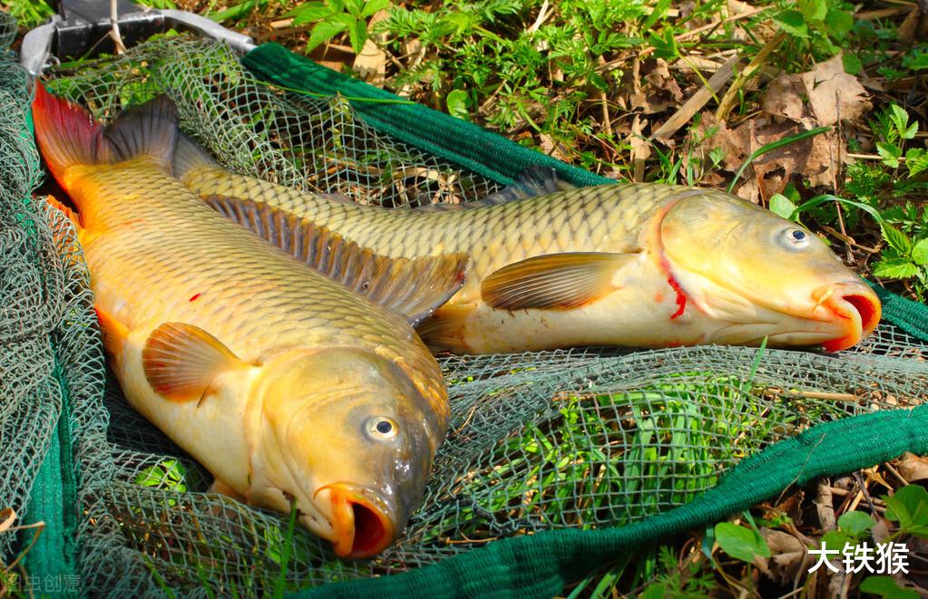 |鲤鱼的怒吼，南方没人吃，北方卖高价，同是一种鱼为何差异大？