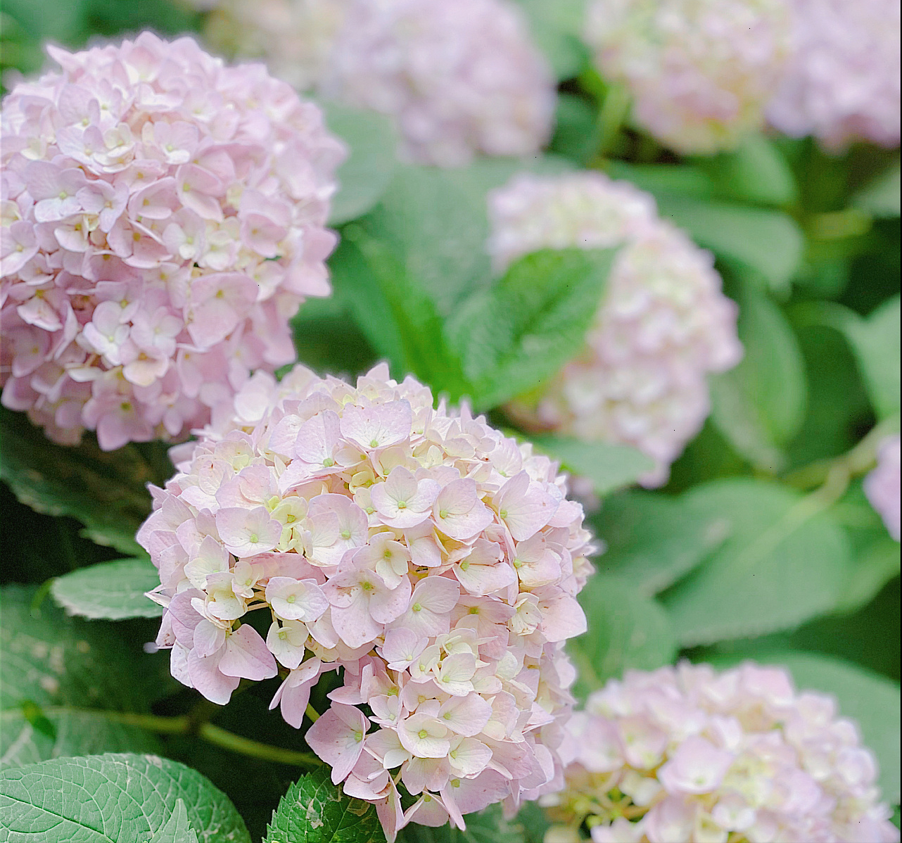 家有小院：20㎡小庭院，如何设计一个适合你的花园？