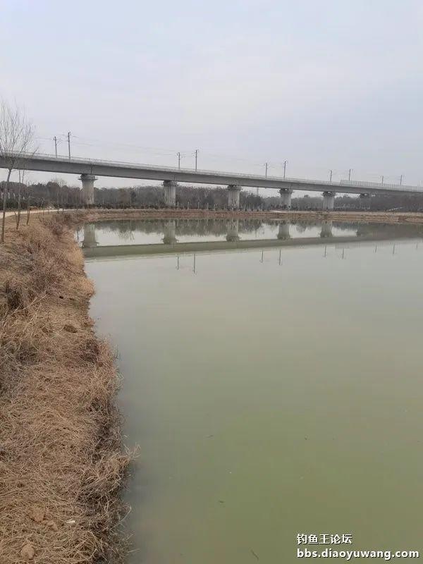 鳊鱼|新年鱼运好，细线擒草鳊