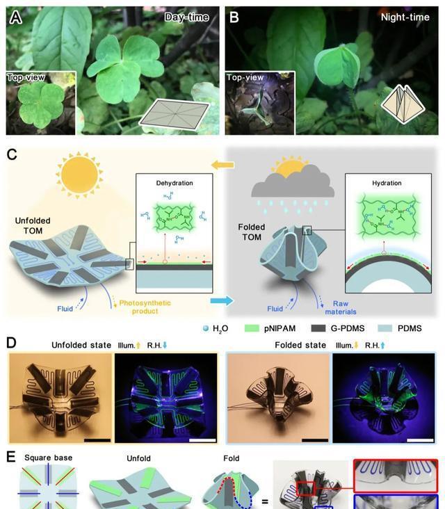 港大团队造出刺激响应的变形微流控系统,用于动态人工血管网络等