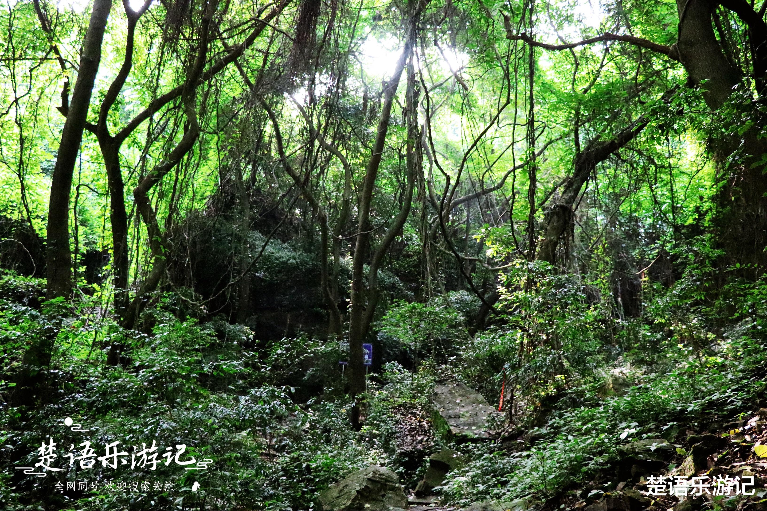 宁波|宁波有条峡谷风景奇绝，滴水如琴声般清越，远胜杭州灵隐一线天