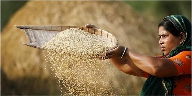 水稻|为什么稻米脱壳煮熟就行,而小麦却要磨成细粉再加工才可以成呢