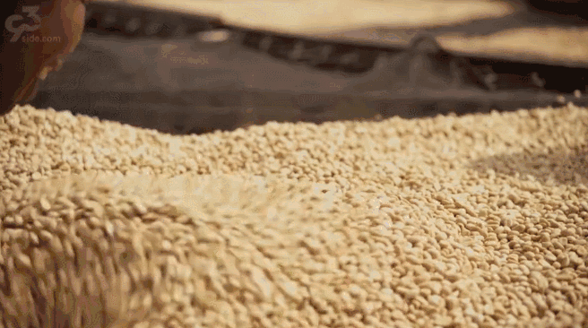 腾冲|年度最佳22℃暖冬小城！全国唯一半城银杏，半城温泉！现在来刚好