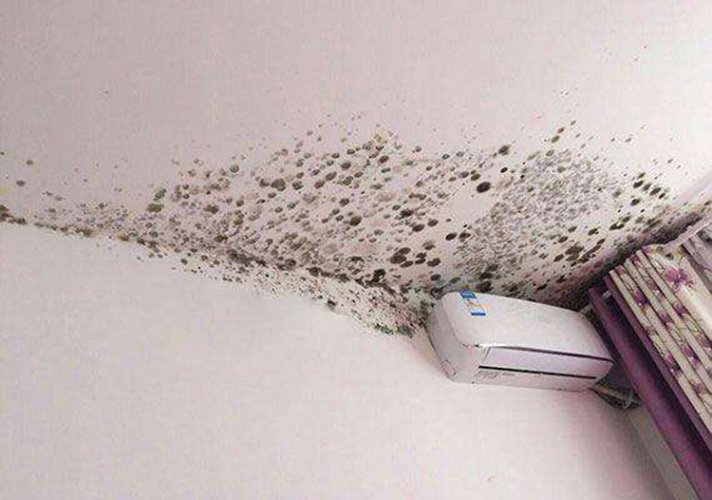 天一热,家里墙壁四处发霉?别担心,教你2个小妙招,霉菌自动消失