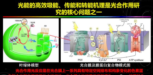 这个海洋中的“霸道总裁”,贡献了全球每年20%的原初生产力