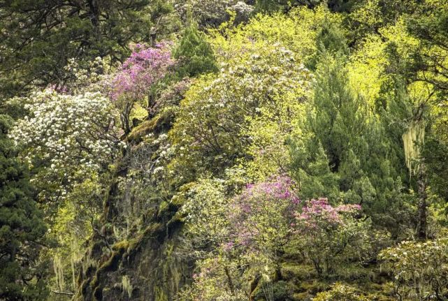 汶川|约！汶川『6月花花世界』已上新！