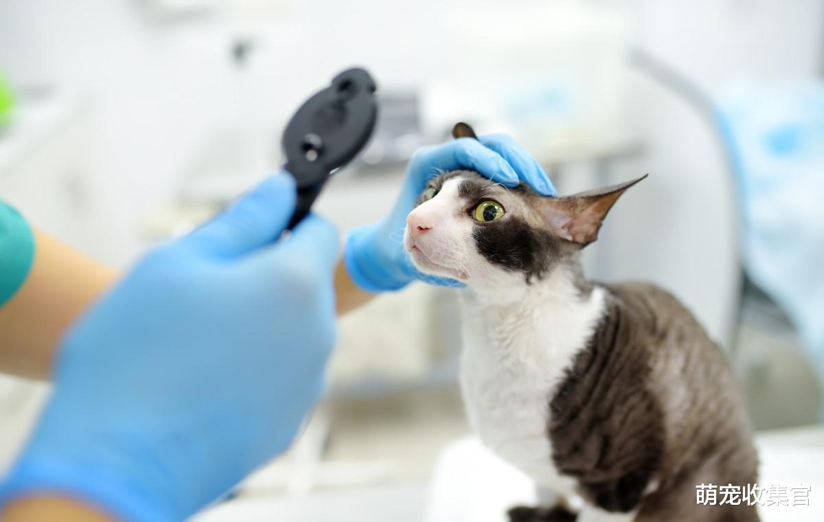 让家长闻之丧胆的猫疾病猫瘟，如何预防猫瘟，猫瘟的症状是什么？