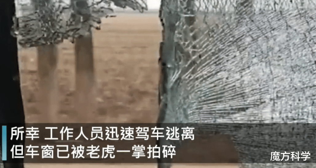 完达山一号回来了?黑龙江饶河又现东北虎!攻击力多强、伤人咋办