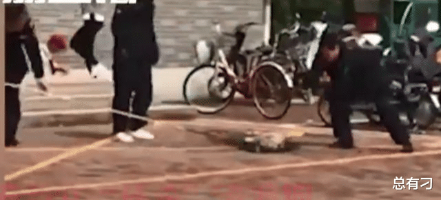 ?学校回应保安打死喂奶狗妈妈,道德制高点的谴责,不费吹灰之力