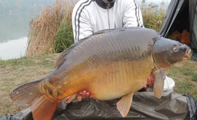 饵料|为啥你用玉米钓不到鱼?避开这几个误区,大鱼拉到手软