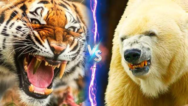 东北虎vs北极熊，当猫科二弟遇到熊科一哥，谁会笑到最后呢？
