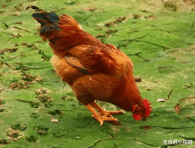 infoq|属鸡人咸鱼翻身成职场精英，往后余生，依旧会心怀梦想砥砺前行